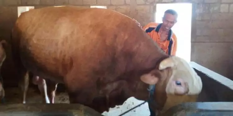 Jokowi borong sapi Boyolali beratnya di atas satu ton untuk kurban