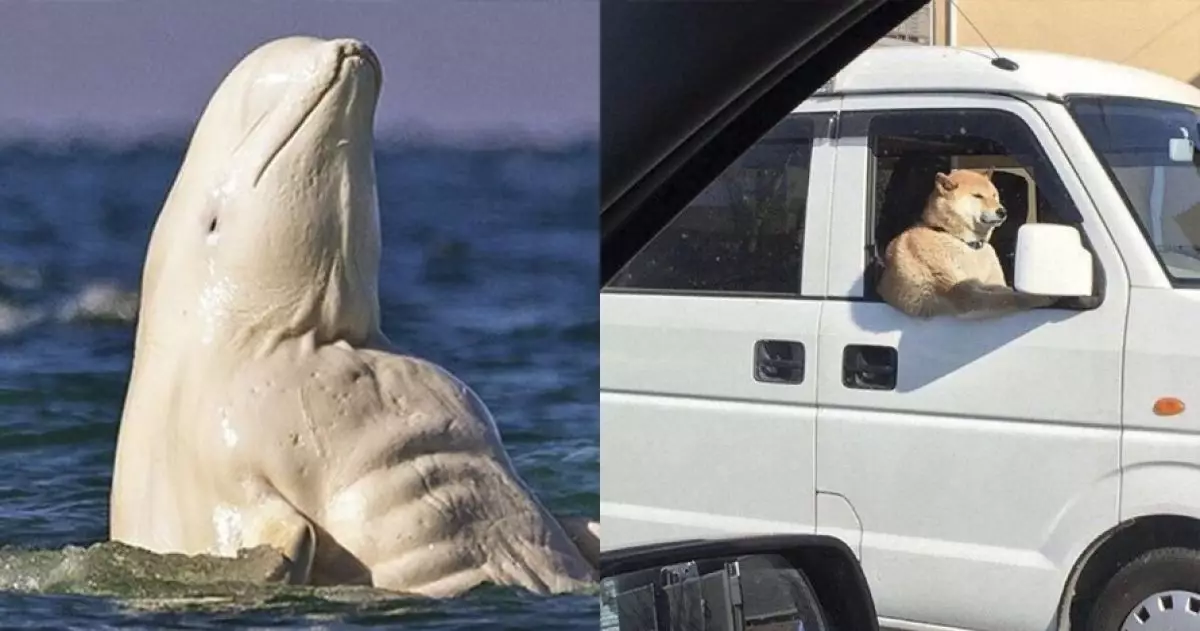 10 Ilusi foto hewan ini terlihat aneh, bikin lihat ulang