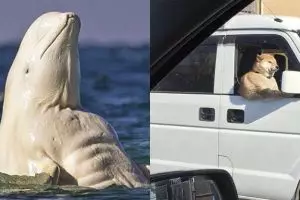 10 Ilusi foto hewan ini terlihat aneh, bikin lihat ulang