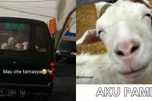 14 Meme bertema kurban ini kocak dan bikin baper