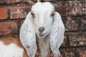 Cara menangani kambing tetap tenang saat akan disembelih