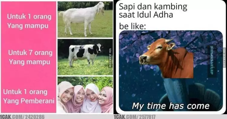 10 Meme lucu hewan kurban jelang Idul Adha ini endingnya baper