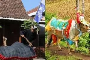 6 Tradisi unik jelang Idul Adha di Indonesia, ada jemur kasur