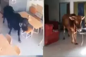 4 Momen sapi kurban lepas sebelum disembelih, ada yang masuk resto