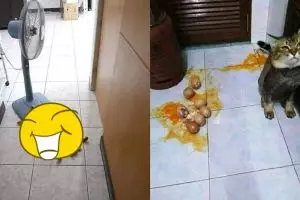 10 Kelakuan lucu kucing ini bikin pemilik tepuk jidat