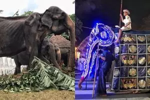 Kisah Tikiri gajah kurus yang dipaksa bekerja 10 hari berturut-turut