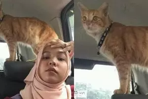 Bercanda dengan kucing oren, cewek ini alami kejadian menjijikkan