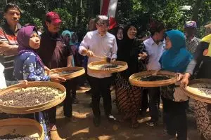 Bikin bule heran, ini asyiknya Festival Petik Kopi di Banyuwangi