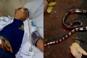 Satpam di Tangsel tewas karena gigitan ular weling, ini penjelasannya