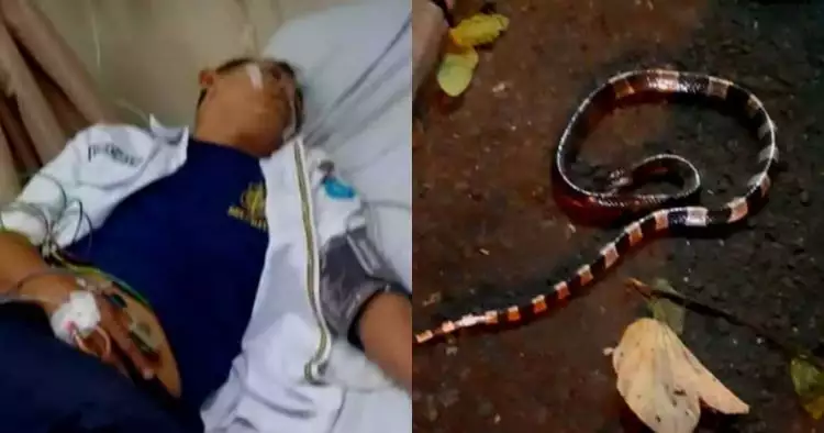 Satpam di Tangsel tewas karena gigitan ular weling, ini penjelasannya