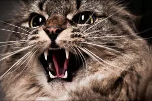 8 Aksi kucing serang manusia, mau ketawa tapi kasihan