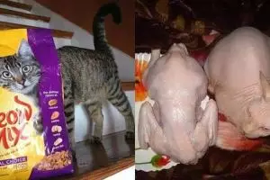 11 Potret kamuflase kucing ini bikin lihat dua kali, bikin gemas!