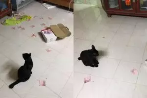 Sembunyikan rahasia dari istri, kedok pria ini dibongkar kucing