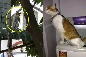 10 Tingkah nyeleneh kucing di keseharian ini bikin heran