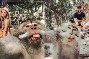 Terungkap, begini cara foto selfie dengan monyet di Bali yang viral