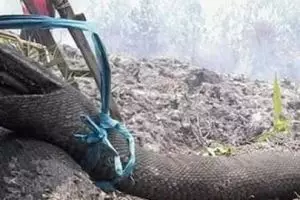Viral potret mengenaskan ular piton hangus terbakar di Kalimantan