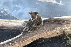 Koala ini luka bakar demi melindungi anaknya dari kebakaran hutan