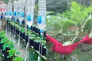 10 Kreativitas orang berkebun ini absurdnya bikin tepuk jidat