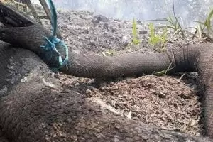 3 Hal tentang 'Raja Ular' mati karena kebakaran hutan Kalimantan