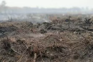 Data BNPB, ada 2.719 titik panas kebakaran hutan dan lahan