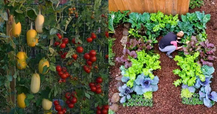 15 Ide kreatif bikin kebun sayur di rumah lahan sempit