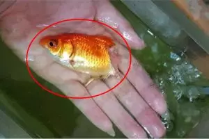 Kisah wanita rawat ikan yang hampir mati, endingnya tak terduga