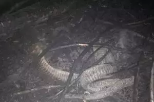 Potret ular 'berkaki' yang mati hangus karena kebakaran hutan