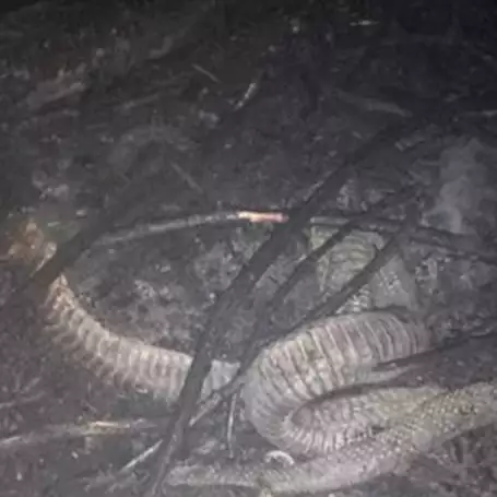 Potret ular 'berkaki' yang mati hangus karena kebakaran hutan
