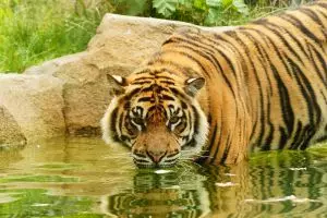 Kebakaran hutan di Riau, harimau Sumatera keluar dari habitat