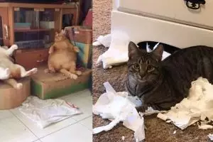 10 Tingkah lucu kucing saat merasa tak diawasi pemiliknya