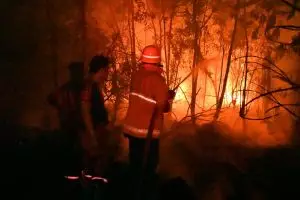 Bareskrim tetapkan 325 orang & 95 korporasi tersangka kebakaran hutan