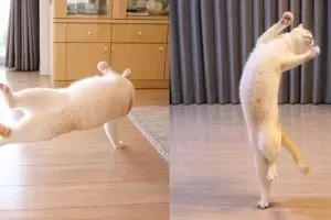 10 Bukti kucing miliki tubuh lentur bak penari, bikin nyengir