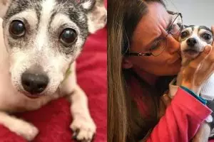 Mengharukan, anjing ini bertemu pemiliknya usai 12 tahun hilang