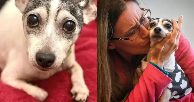 Mengharukan, anjing ini bertemu pemiliknya usai 12 tahun hilang