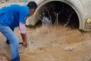 Detik-detik penangkapan king kobra terpanjang dunia