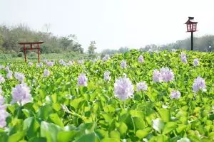 Kalinampu Natural Park, spot Instagramable tepi kali bak Jepang