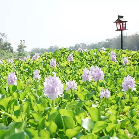 Kalinampu Natural Park, spot Instagramable tepi kali bak Jepang