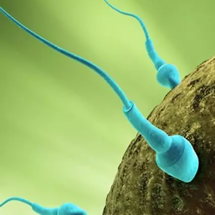 3 Makanan ini bisa turunkan jumlah sperma pria, hati-hati