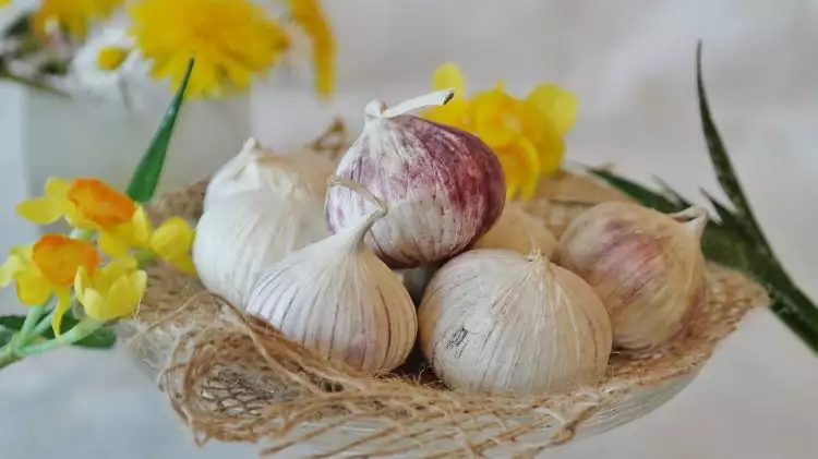 20 Manfaat bawang putih tunggal buat kesehatan & kesuburan