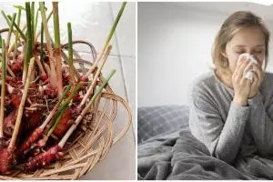 18 Manfaat jahe merah untuk kesehatan & kecantikan, plus cara pakainya