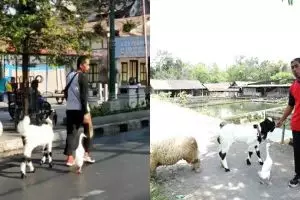 Gandung, sosok yang bikin heboh ajak bebek-kambing jalan santai