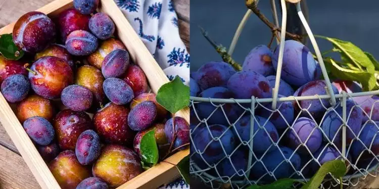 4 Manfaat buah plum untuk pria, bisa tingkatkan kesuburan