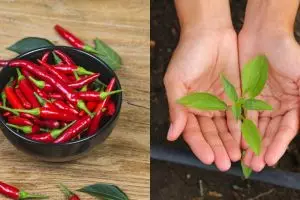 5 Cara menanam cabe di rumah dengan mudah dan cepat berbuah