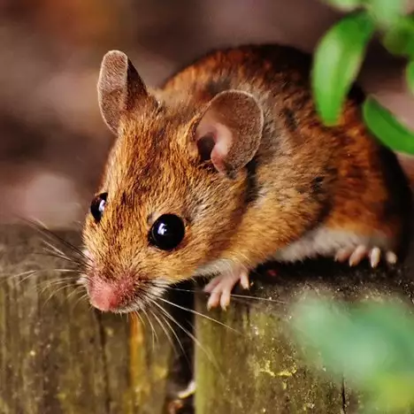 10 Cara mengusir tikus di rumah dengan bahan alami, mudah