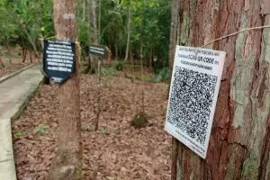 Di desa wisata ini, pengunjung bisa mengenal pohon dengan Kepo