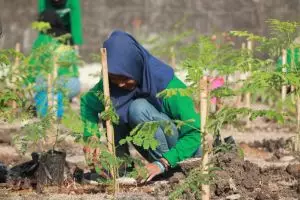 Ratusan mahasiswa hijaukan Situs Ratu Boko dan Candi Ijo, ada apa ya?