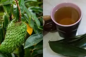 Manfaat daun sirsak untuk kanker beserta cara mengolahnya