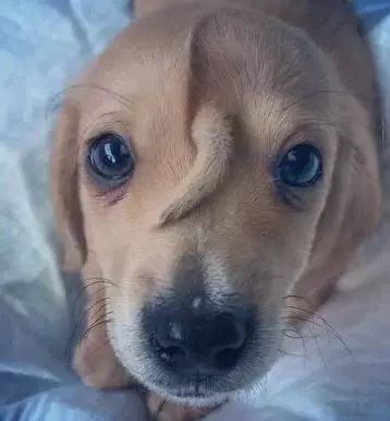 Narwhal anak anjing istimewa