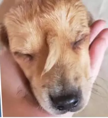 Narwhal anak anjing istimewa