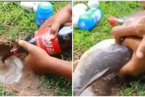 Ini penjelasan ilmiah di balik mancing lele pakai mentos & soda